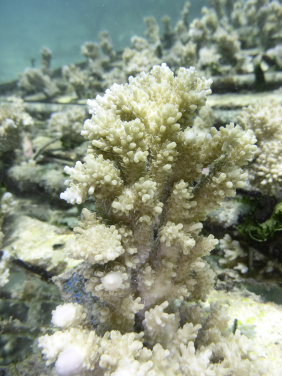 2. An Acropora Cytherea nubbin at the coral nursery ground of the InterContinental Moorea Resort & Spa (Moorea, French Polynesia)
(Credit: Dr Isis Guibert)